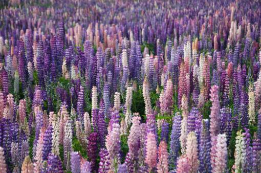 lavanda campo de flores de lavanda granja al aire libre naturaleza viajes