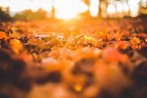 leaves  ground  nature  fall  autumn  sunlight  sunshine