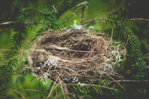 nest nest  green  tree  plant  branch  forest  nature

