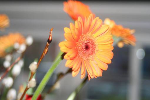 daisy-plant orange  daisy  flower  petals  garden  nature  blur

