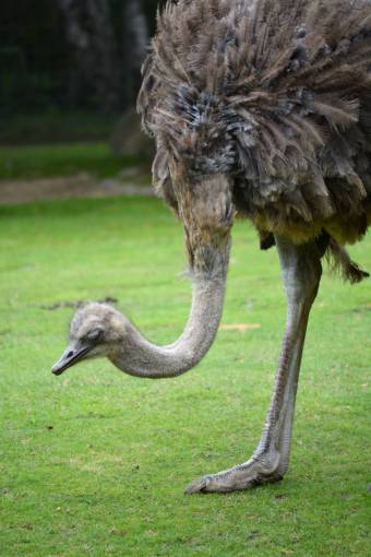 aves avestruz pájaro fauna silvestre animal zoológico al aire libre naturaleza
