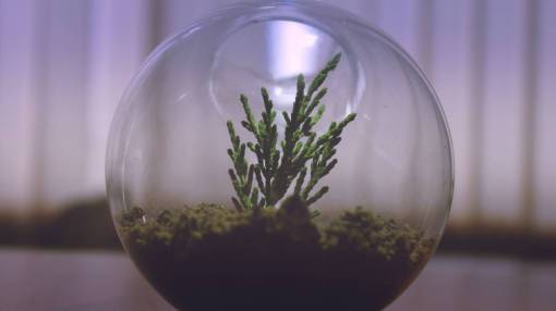 planta acuario pantalla recipiente de vidrio suelo pequeño