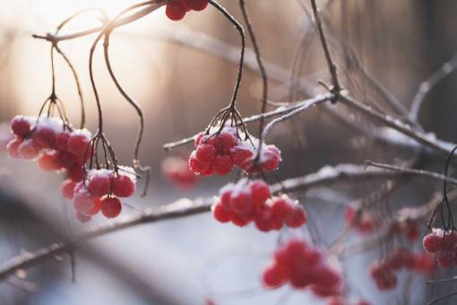 red  fruit. tree  branch  plant  nature  ice  winter