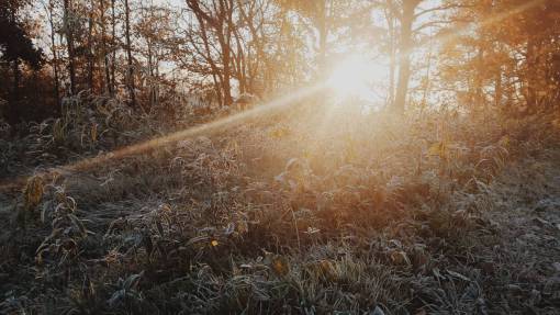sunshine  sunlight  sun rays  plants  trees  bushes  forest