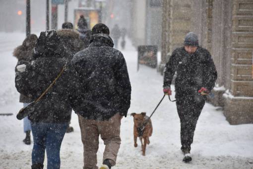 invierno caminar al aire libre toronto;nieve;calle;caminar;perro hombres invierno perro nieve