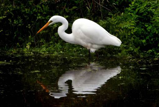 aves garza blanca agua pájaro animal fauna silvestre naturaleza