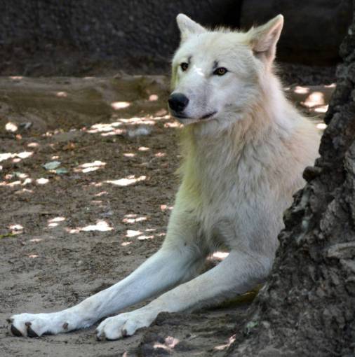 wolf white  wolf  animal  resting  fur  head  legs