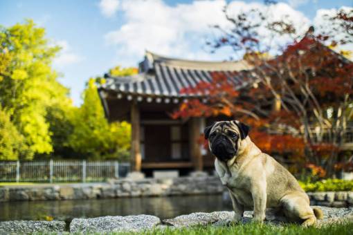 fences animal  dog  bulldog  water  pond  fish  pet
