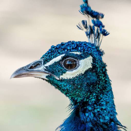 pico animal naturaleza azul pavo real primer plano pluma de pavo real