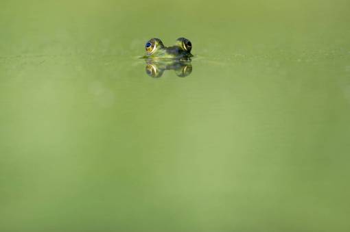 pond animals  frogs  amphibians  magnificent  cute  adorable  eyes