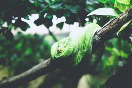 verde hojas arbol animales reptiles serpientes bobina rama de árbol hojas