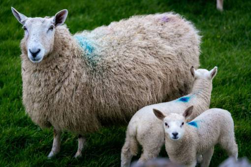 maternidad bebé oveja animales naturaleza madre familia vida silvestre