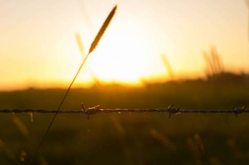 fences barbwire  fence  sunset  field  nature

