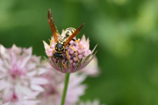alas abeja, flor, cicatrizarse, avispa, insecto, polen, flor