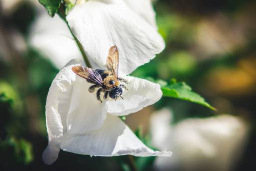 insectos abeja insecto flores jardín naturaleza
