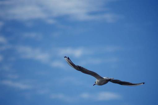 alas pájaro volar libertad cielo azul alas nubes