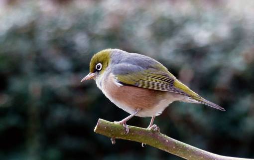 bird  trees  animal  wildlife  nature  outdoors  forest