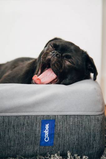 dog Black Pug Carlino yawning