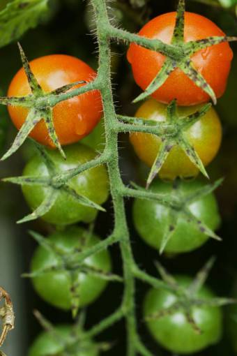 parte superior tomates cherry top vid verduras frescas maduras