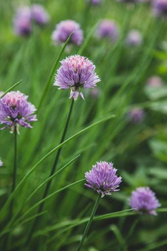 botanico cebollino flor jardín naturaleza salvaje púrpura flor