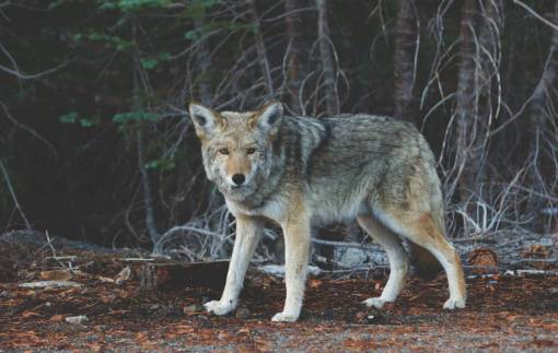 coyote coyote  animal  wild  nature
