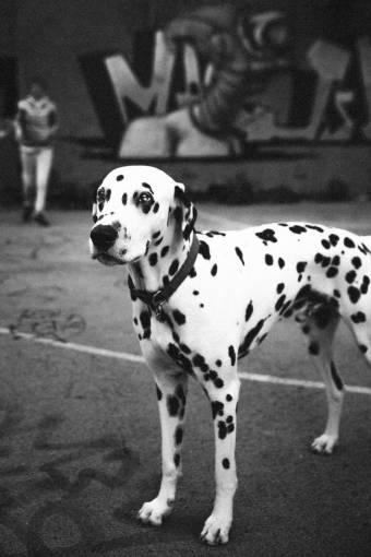dalmatian-dog dog  animal  pet  black and white  dalmatian  street

