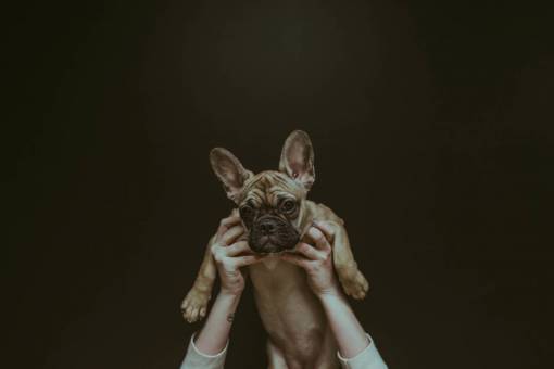 owner dog  puppy  animal  hands  owner  people  photography