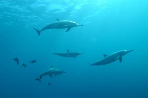salvaje delfines naturaleza animal delfín submarino mamífero azul