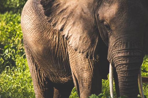 fauna silvestre elefante animal fauna piel textura naturaleza al aire libre