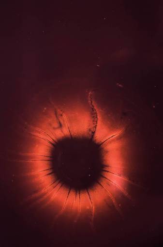 iris eye  red  iris  pupil  macro  close up
