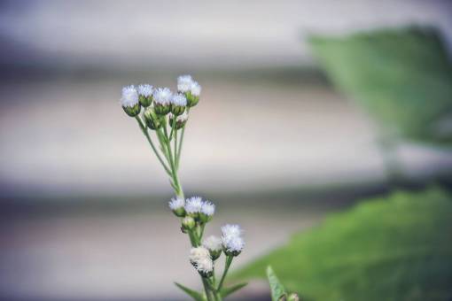 flower  nature  plant  outdoor  garden  blur
