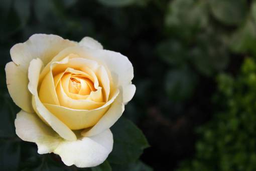 florecer flor rosa florecer blanco naturaleza hojas bokeh