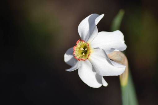 stem-cell flower  white  narcissus  green  nature  petal  stem
