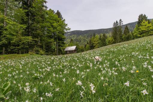 barn flower  white  petal  bloom  garden  plant  nature