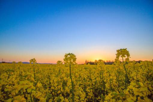 flowers  nature  blossoms  field  bed  yellow  stems