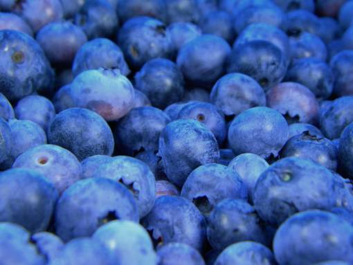 comidas frescura comida arándanos orgánico azul primer plano naturaleza
