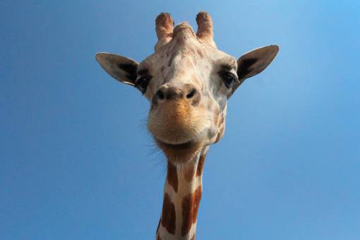 snout giraffe  animal  woods  forest  zoo  snout  spots
