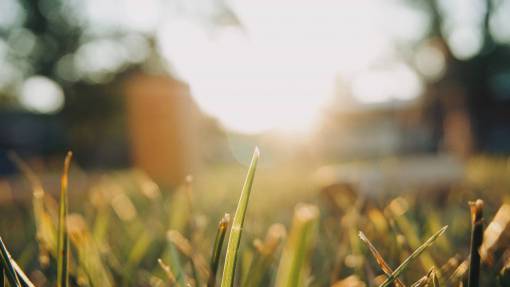 hour grass  light  sunset  golden hour  yard  sun  nature
