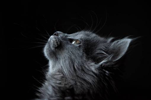 curiosity gray  cat  looking  curious  pet  animal  feline