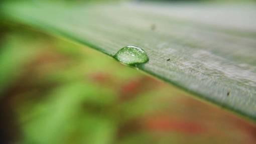 lluvia hoja verde planta naturaleza agua de lluvia mojada