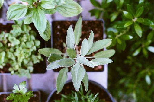 suelo macetas de plantas verdes jardinería de suelo
