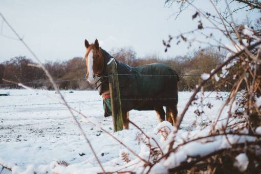 fences horse  animal  stem  grass  bokeh  trees  nature
