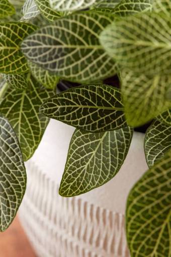 planta de la casa decoración interior plantador verde plantlife