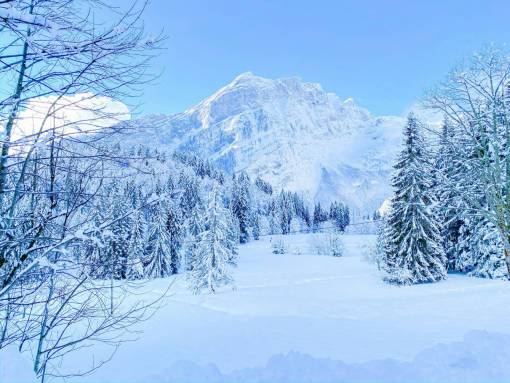 montanas nevadas Paisaje de un bosque de pinos nevado en las montañas.