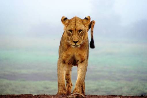 lion-head lion  animal  wildlife  mammal  highland  view
