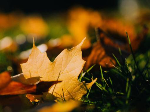 maple maple leaf  leaves  grass  nature  autumn  fall
