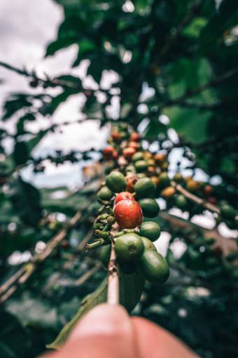 nature Close-Up of Hand Holding a Coffee Plant ? Agriculture, Sustainability, and Coffee Farming Concept
