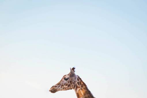 giraffe-eating-savannah nature  blue  sky  animals  giraffe  head
