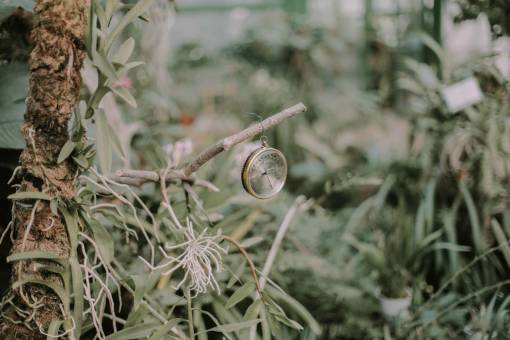 root nature  green  trees  plant  grass  outdoor  backyard