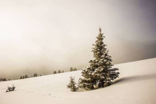 play nature  plains  snow  blanket  trees  sky  clouds
